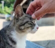 お出迎えしてくれる猫島の猫達