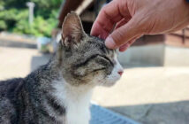 お出迎えしてくれる猫島の猫達
