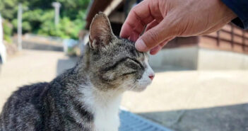 猫島に到着すると、猫達が一斉に寄ってきた! 最高のウェルカム挨拶に癒やされる (*´ェ`*)♪ お出迎えしてくれる猫島の猫達