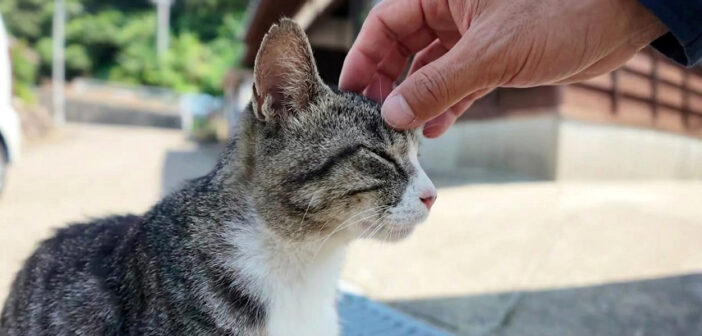 猫島に到着すると、猫達が一斉に寄ってきた! 最高のウェルカム挨拶に癒やされる (*´ェ`*)♪