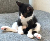 誰も遊んでくれなくていじけちゃった子猫。ソファーのくぼみにポツ〜ンと座って、毛づくろいする様子が可愛い♪