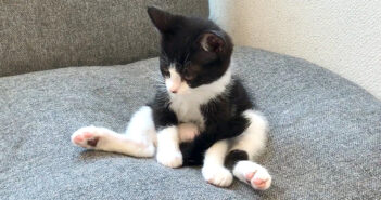 誰も遊んでくれなくていじけちゃった子猫。ソファーのくぼみにポツ〜ンと座って、毛づくろいする様子が可愛い♪ 遊んでもらえなかった子猫