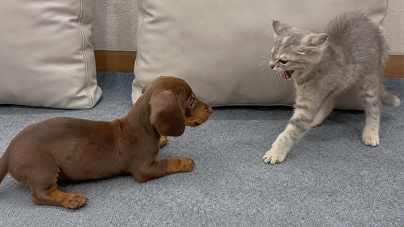 初対面した子猫と子犬