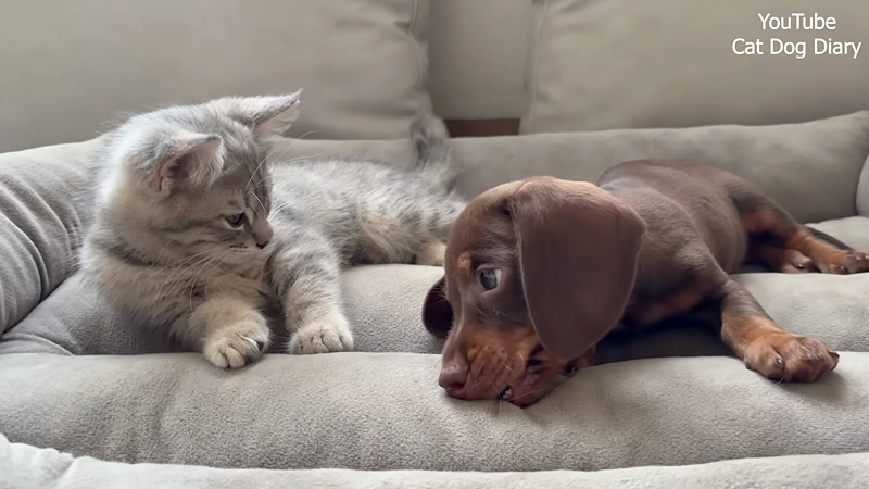 子猫に猛アプローチする子犬