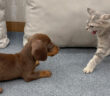 初対面した子猫と子犬