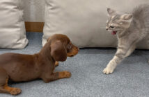 初対面した子猫と子犬