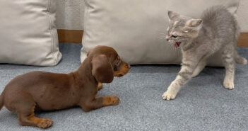 救出された子犬と、怯えきっていた保護子猫が出会うと全てが変わる! 幸せになったふたりの姿に心が温まる (*´ェ`*) 初対面した子猫と子犬