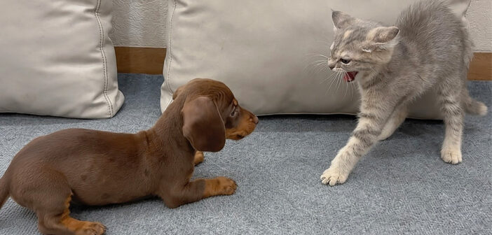 初対面した子猫と子犬