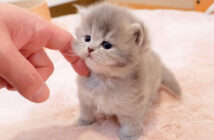 お帰りの挨拶をする子猫