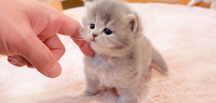 お帰りの挨拶をする子猫