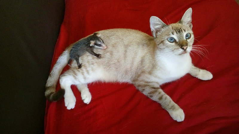 オポッサムの赤ちゃんを育てる猫