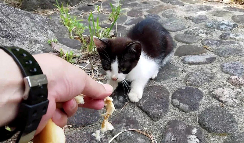 恐る恐る近づいてきた子猫