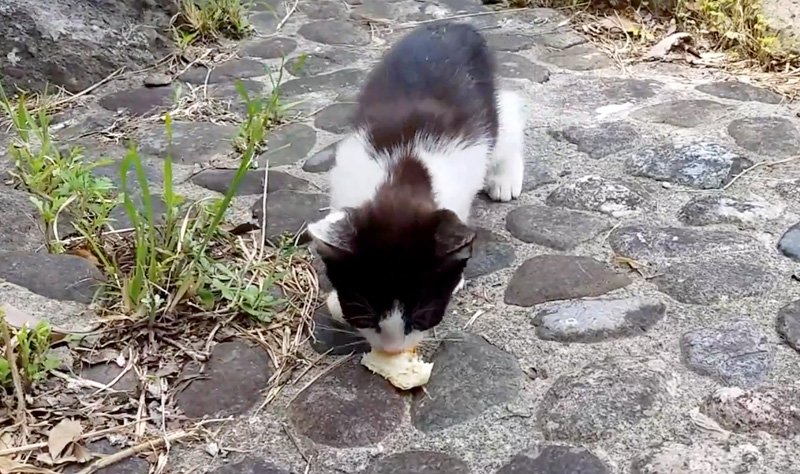 警戒しながらパンを食べる子猫