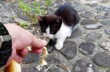 恐る恐る近づいてきた子猫