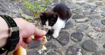 恐る恐る近づいてきた子猫