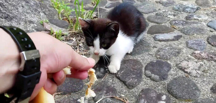 恐る恐る近づいてきた子猫