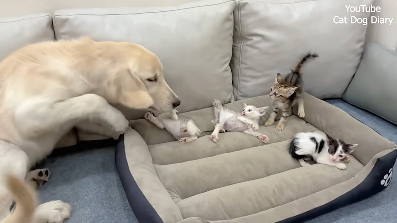 子猫達を迎え入れたレトリバー