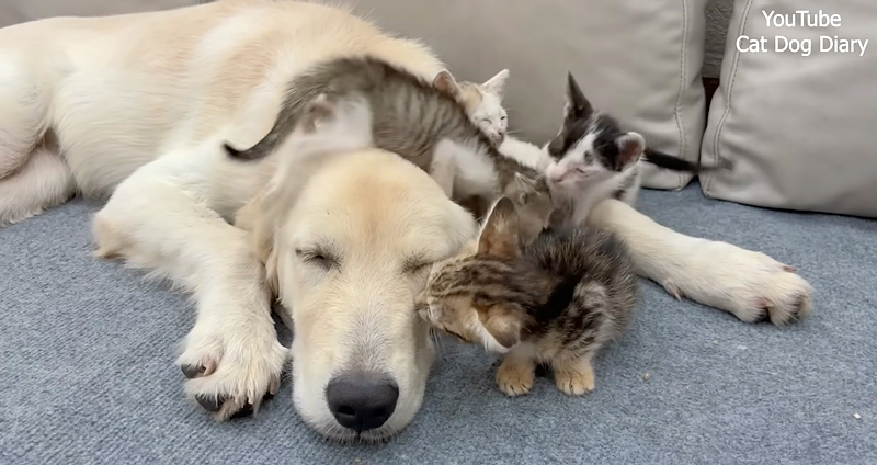 親子になったレトリバーと子猫達