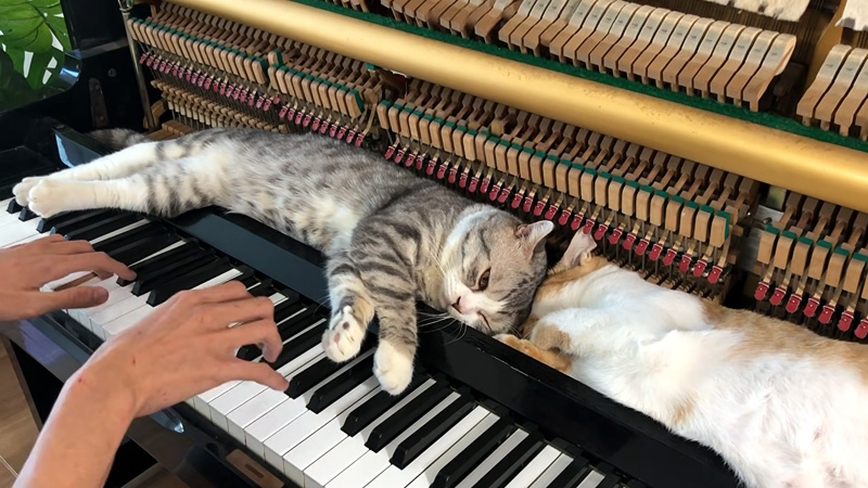 ピアノマッサージを堪能する猫達