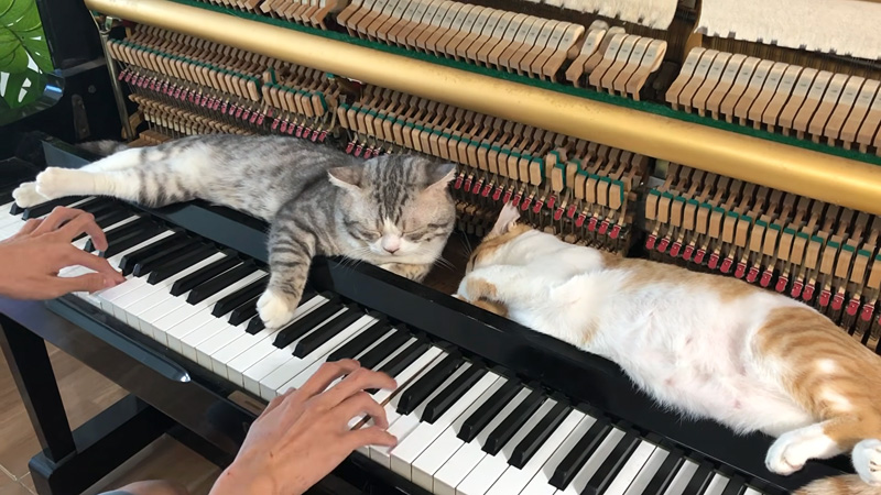 ピアノマッサージを堪能する猫達