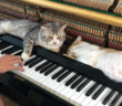 ピアノマッサージを堪能する猫達