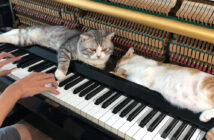 ピアノマッサージを堪能する猫達