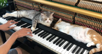 ピアノマッサージを堪能する猫達