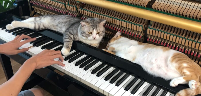ピアノマッサージを堪能する猫達