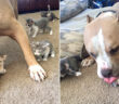 犬と子猫