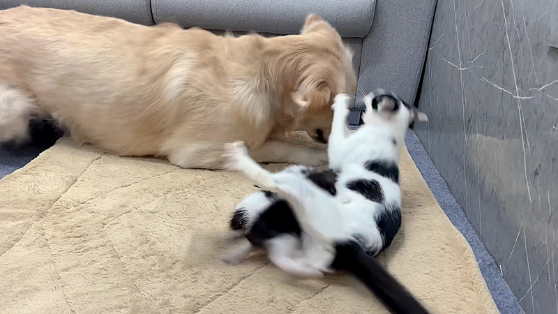 犬に猫パンチを繰り出す母猫