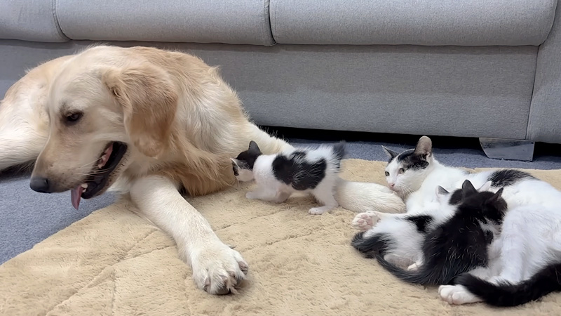 レトリバーが安全だと母猫に伝える子猫