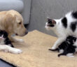 レトリバーが安全だと母猫に伝える子猫