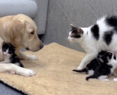巨大なレトリバーが安全だと母猫に伝える子猫。するとすぐに落ち着いた母猫が、レトリバーに子猫達を世話することを許す