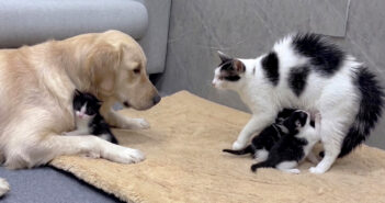 巨大なレトリバーが安全だと母猫に伝える子猫。するとすぐに落ち着いた母猫が、レトリバーに子猫達を世話することを許す