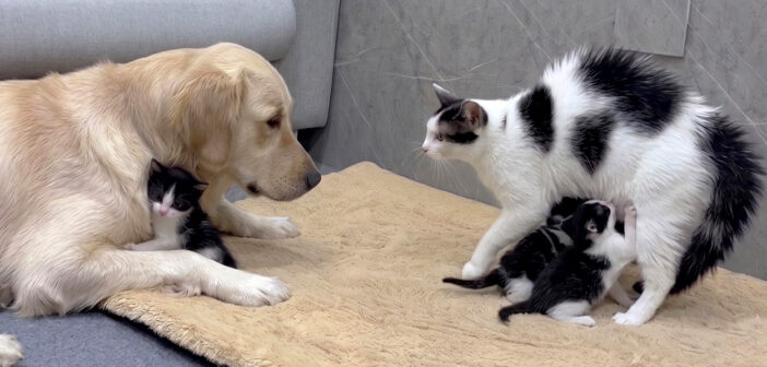 レトリバーが安全だと母猫に伝える子猫