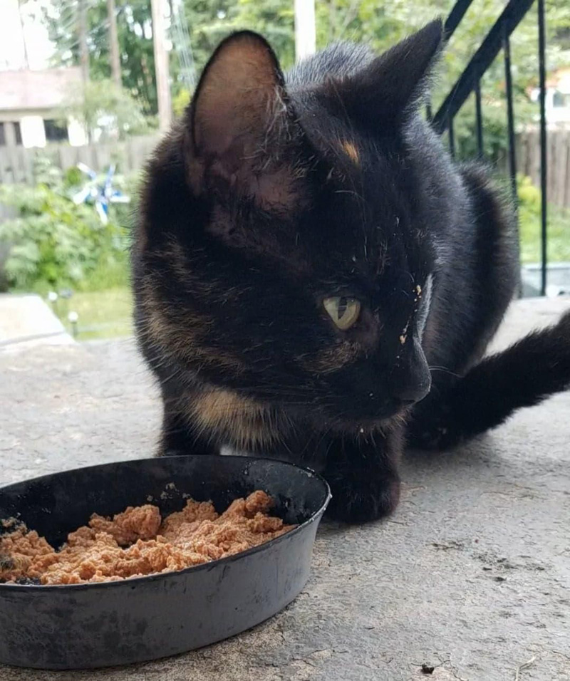 家の裏庭に現れた猫
