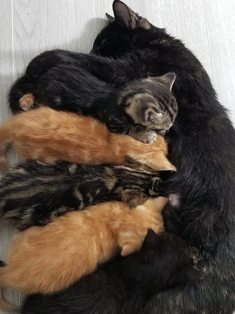 保護した猫の親子