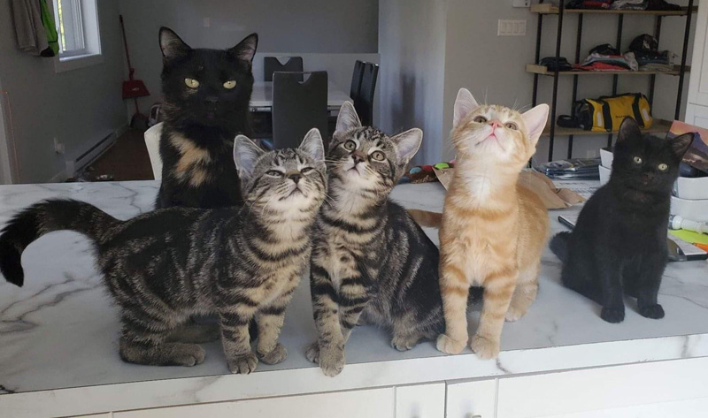 家の中で過ごす猫の親子