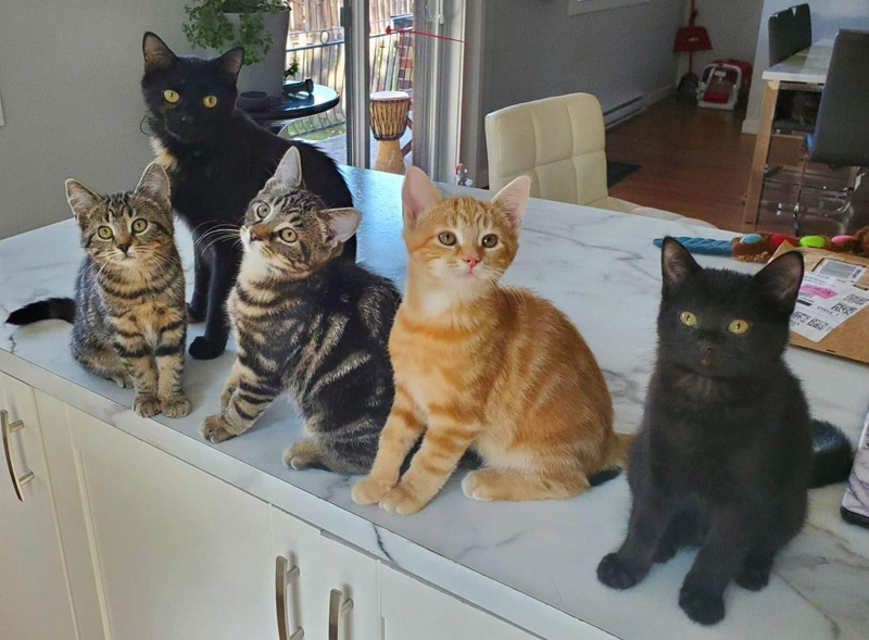 幸せになった猫の親子