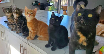 ご飯をくれた夫婦に愛情を感じ、子猫達を隠している場所まで案内した母猫。安全な家の中で子猫達と共に幸せいっぱいに 保護された猫の親子
