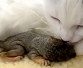 迷子のリスの赤ちゃんを庭で見つけた猫。家の中へ運び込み、まるで我が子のようにたくさんの愛情を注ぐ