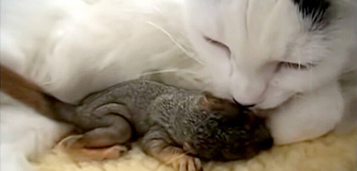 迷子のリスの赤ちゃんを庭で見つけた猫。家の中へ運び込み、まるで我が子のようにたくさんの愛情を注ぐ
