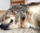 寝心地の良い最高のベッドを探していた子猫達。ゴールデンレトリバーが世界一のベッドだと気付く ( *´艸｀)♡
