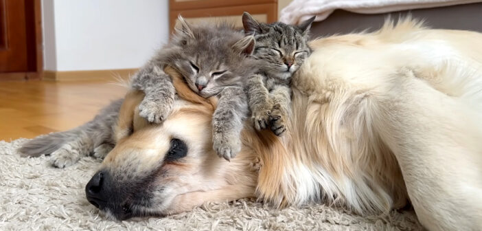 ゴールデンレトリバーベッドで眠る子猫達