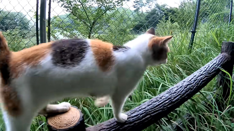 山頂までついて来る母猫