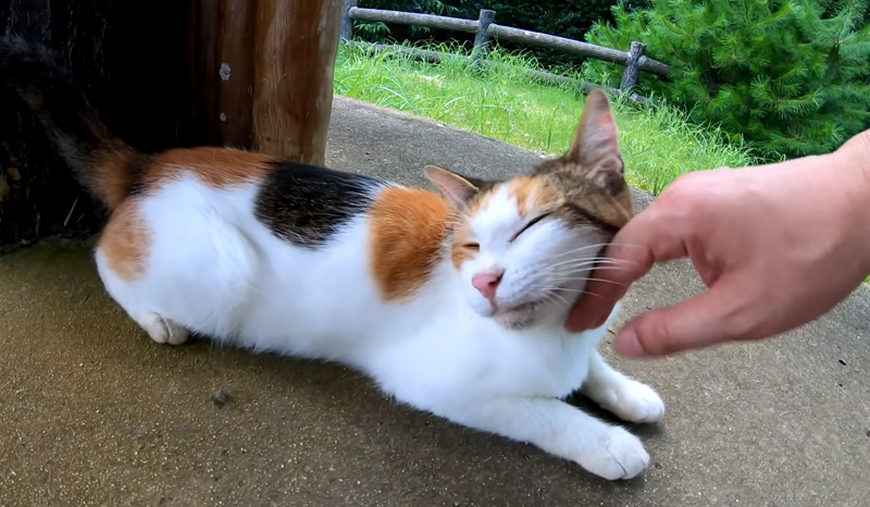 ナデナデを堪能する母猫