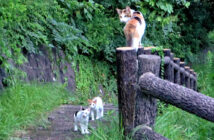 子猫達を呼び出して連れてきてくれた母猫