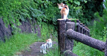 子猫達を呼び出して連れてきてくれた母猫