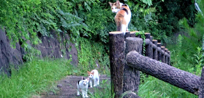 子猫達を呼び出して連れてきてくれた母猫