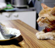 サンマを見つめる猫